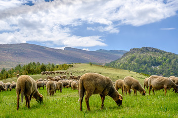 Troupeau de moutons sur pâture, Alpes de Haute Provence, Gorges du Verdon, France.	