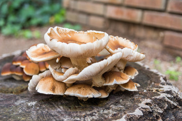 Seta de chopo o de álamo, Agrocybe cylindracea o Agrocybe aegerita, sobre un tronco cortado, es una de las setas más comunes y consumidas que aparecen a lo largo de todo el año
