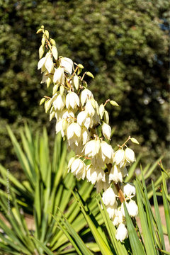 Las yucas son plantas suculentas del g&eacute;nero Yucca, de la subfamilia Agavoideae nativas de Norte y Centroam&eacute;rica, caracter&iacute;sticas por sus rosetas de hojas con forma de espadas y por sus racimos de flor