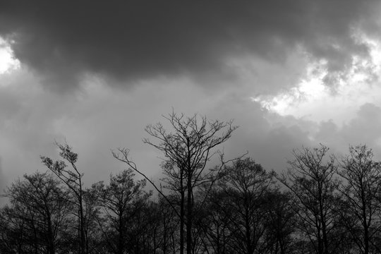 Fototapeta Trees and stormy clouds in black and white.