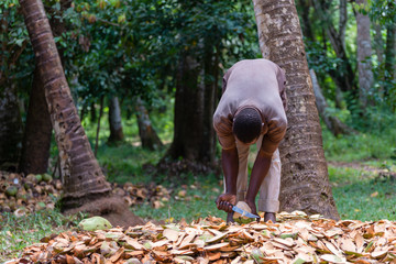 African man peels coconut in the jungle