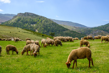Troupeau de moutons sur pâture, Alpes de Haute Provence, Gorges du Verdon, France.	