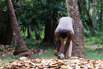 African man peels coconut in the jungle