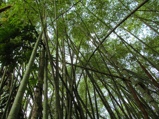 Fototapeta premium Forest and sky