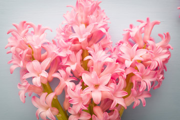 Obraz premium Hyacinth living coral color on the pastel background.