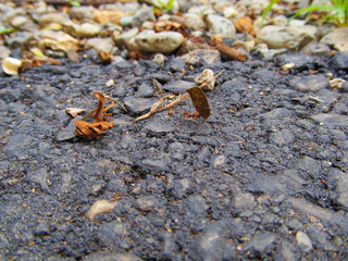 Little ant working