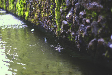 Moss growing on the walls