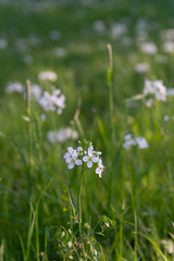 wild spring white flowers anemone  in green grass