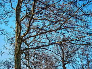 Silhouette of tree branches on a background of winter cyan sky