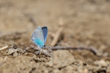 Lycaenidae / Karagözmavisi / / Glaucopsyche alexis