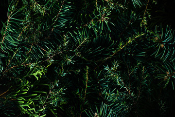 Natural coniferous plant texture. Green branches of spruce, juniper and fir trees