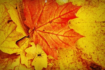  autumn leaf