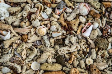 Summer background Close up of seashells and corals