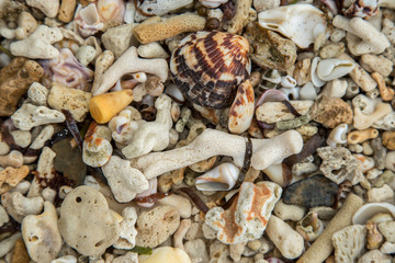 Summer background Close up of seashells and corals