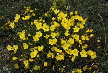 yellow flowers
