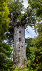 Tane Mahuta, the lord of the forest: the largest Kauri tree in Waipoua Kauri forest, New Zealand.