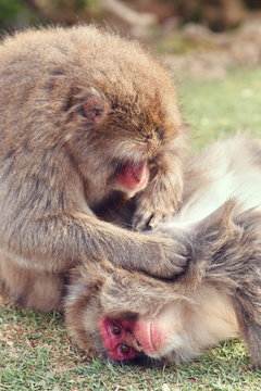 Monkey searching for lice in other monkeys hair