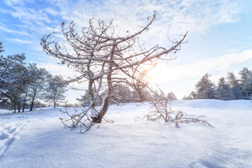 burnt trees in fire / nature forests of Ukraine winter landscape