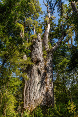 Te Matua Ngahere, which means 