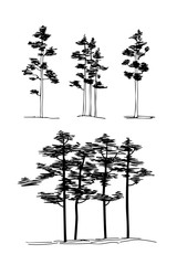 Set of hand drawn set architect pine trees. Vector sketch. 