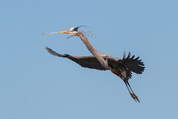 Obraz premium Great Blue Heron Wading in Shallow Water