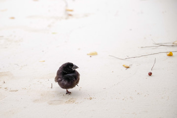 Galapagos Finch Geospiza fortis male perched on a white sand in Santa Cruz, Galapagos Islands