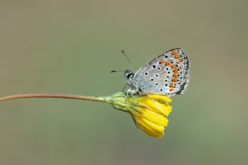 Lycaenidae / Çokgözlü Esmer / / Polyommatus agestis