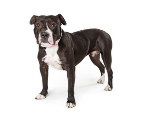 Black Pit Bull Terrier Dog Standing Side