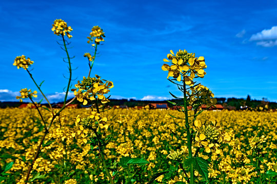 Yellow Feild Of Flowering Rapeseed Canola Or Colza Brassica Napus, Plant For Green Rapeseed Energy, Rape Oil Industry And Bio Fuel In Europe.