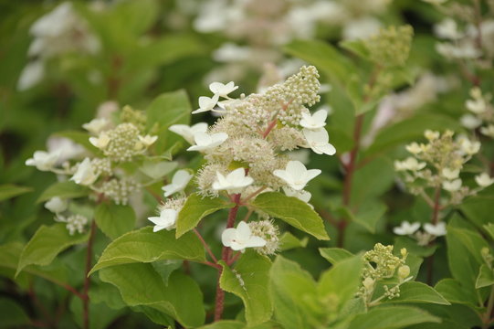 hydrangea paniculata tardiva
