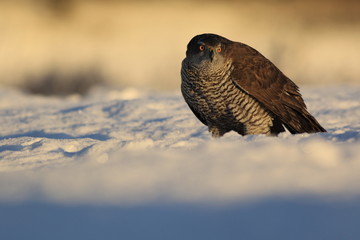 Northern goshawk (Accipiter gentilis)