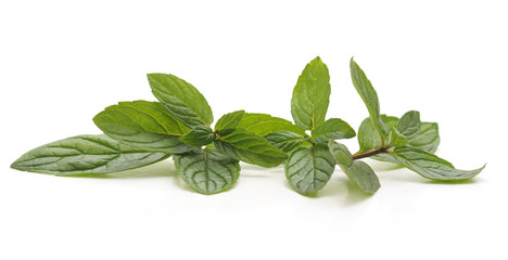 Leaves of green mint.