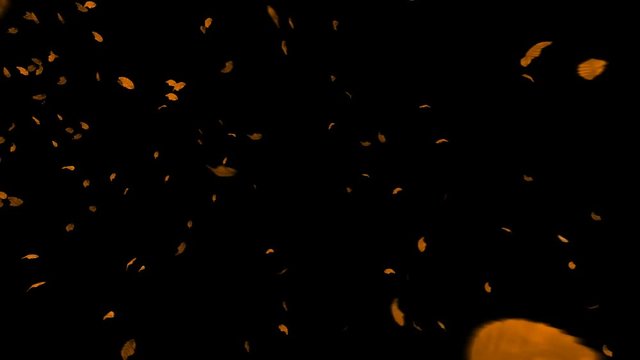 Autumn Leafs Flying against black background