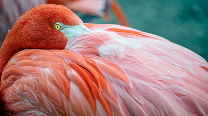 Flamingo 3