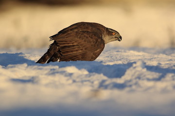Northern goshawk (Accipiter gentilis)