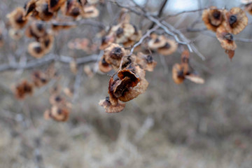 Plant in Bulgarian winter