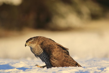 Northern goshawk (Accipiter gentilis)