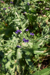 Anchusa officinalis