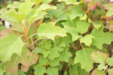 Hydrangea quercifolia Alice