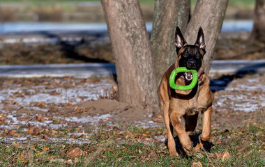 Belgian Shepherd Malinois puppy with green toy in its mouth