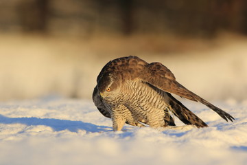 Northern goshawk (Accipiter gentilis)