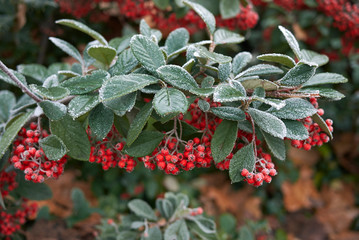 Cotoneaster lacteus
