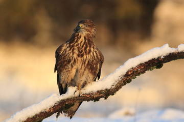 Common Buzard (Buteo Buteo) on snow