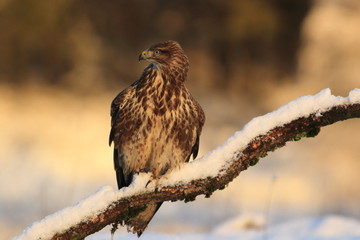 Common Buzard (Buteo Buteo) on snow