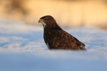 Common Buzard (Buteo Buteo) on snow