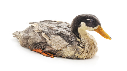 Great homemade duck.