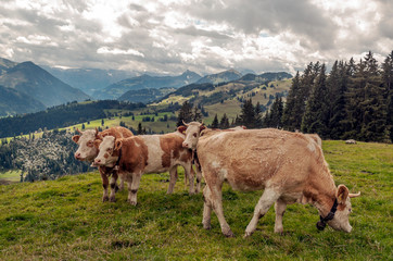 Fototapeta na wymiar Cows in the mountains in the Swiss Alps on a cloudy day