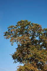 Quercus