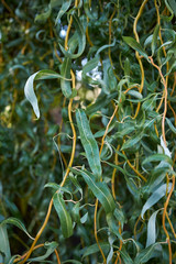 Salix alba © simona