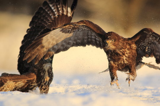 Common Buzard (Buteo Buteo) on snow